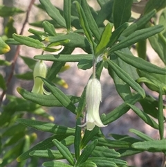 Billardiera scandens (Hairy Apple Berry) at Brooklyn, NSW - 14 Sep 2024 by Tapirlord