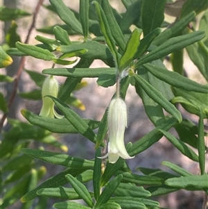 Billardiera scandens at Brooklyn, NSW - 14 Sep 2024 11:51 AM