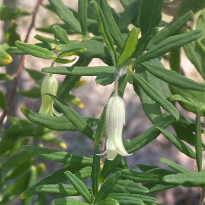 Billardiera scandens (Hairy Apple Berry) at Brooklyn, NSW - 14 Sep 2024 by Tapirlord