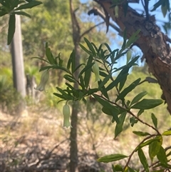Billardiera scandens at Brooklyn, NSW - 14 Sep 2024 11:51 AM