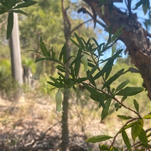 Billardiera scandens at Brooklyn, NSW - 14 Sep 2024 11:51 AM