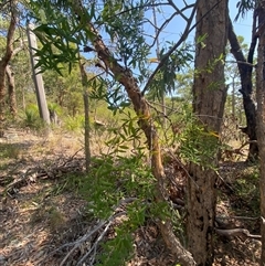 Billardiera scandens at Brooklyn, NSW - 14 Sep 2024 11:51 AM