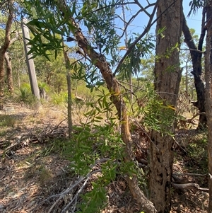Billardiera scandens at Brooklyn, NSW - 14 Sep 2024 11:51 AM