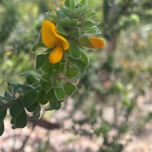 Pultenaea tuberculata at Brooklyn, NSW - 14 Sep 2024 by Tapirlord