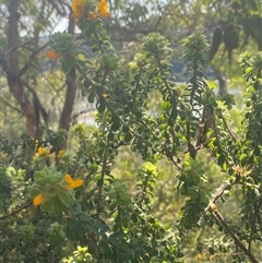 Pultenaea ferruginea at Brooklyn, NSW - 14 Sep 2024 11:50 AM