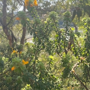 Pultenaea ferruginea at Brooklyn, NSW - 14 Sep 2024 11:50 AM