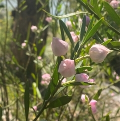 Eriostemon australasius (Pink Wax Flower) at Brooklyn, NSW - 14 Sep 2024 by Tapirlord