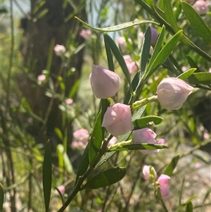 Eriostemon australasius at Brooklyn, NSW - 14 Sep 2024 by Tapirlord