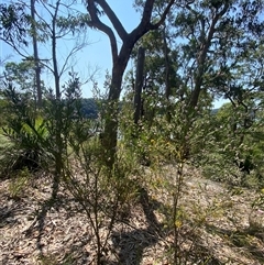 Eriostemon australasius at Brooklyn, NSW - 14 Sep 2024 11:47 AM