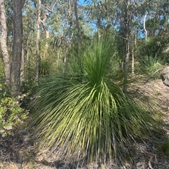 Xanthorrhoea arborea (Broad-leaved Grasstree) at Brooklyn, NSW - 14 Sep 2024 by Tapirlord