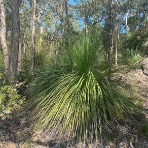 Xanthorrhoea arborea at Brooklyn, NSW - 14 Sep 2024 11:47 AM