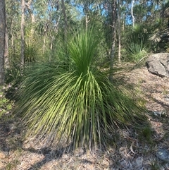 Xanthorrhoea arborea at Brooklyn, NSW - 14 Sep 2024 11:47 AM