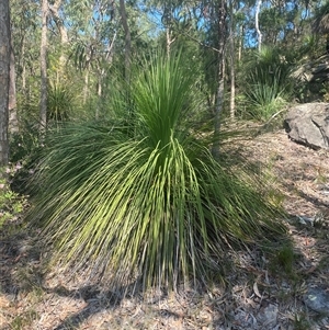 Xanthorrhoea arborea at Brooklyn, NSW - 14 Sep 2024 11:47 AM