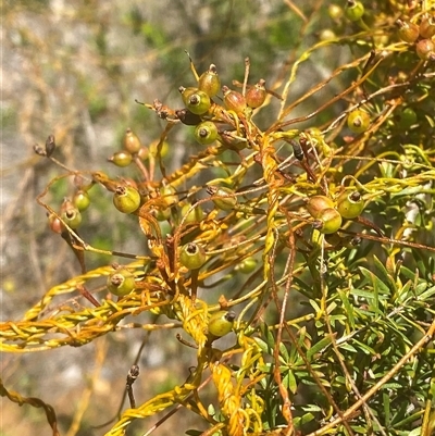 Cassytha glabella (Slender Devil's Twine) at Brooklyn, NSW - 14 Sep 2024 by Tapirlord