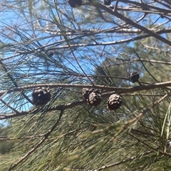 Allocasuarina littoralis (Black She-oak) at Brooklyn, NSW - 14 Sep 2024 by Tapirlord