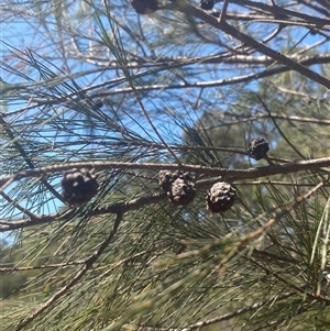 Allocasuarina littoralis at Brooklyn, NSW - 14 Sep 2024 by Tapirlord