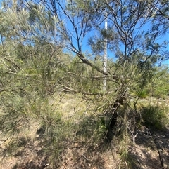 Allocasuarina littoralis at Brooklyn, NSW - 14 Sep 2024 11:39 AM