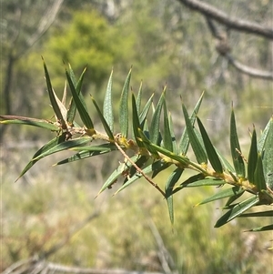 Acacia oxycedrus at Brooklyn, NSW - 14 Sep 2024 by Tapirlord