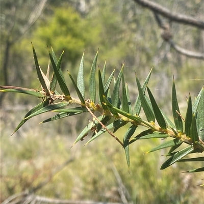 Acacia oxycedrus (Spike Wattle) at Brooklyn, NSW - 14 Sep 2024 by Tapirlord