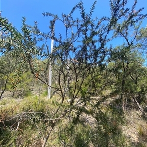 Acacia oxycedrus at Brooklyn, NSW - 14 Sep 2024 11:38 AM