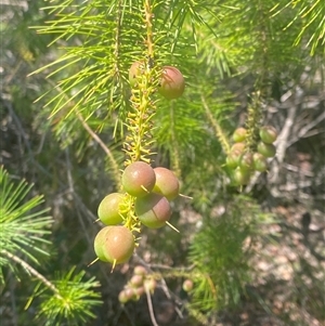 Persoonia pinifolia at Brooklyn, NSW - 14 Sep 2024 by Tapirlord