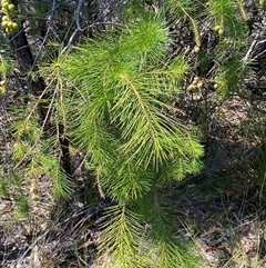 Persoonia pinifolia at Brooklyn, NSW - 14 Sep 2024 11:09 AM