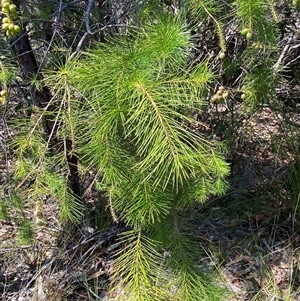 Persoonia pinifolia at Brooklyn, NSW - 14 Sep 2024 11:09 AM