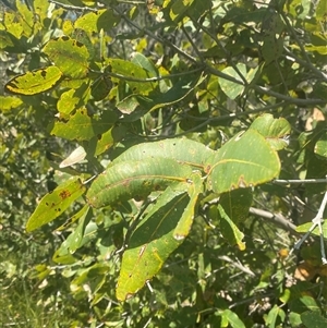 Angophora hispida at Brooklyn, NSW - 14 Sep 2024 10:56 AM