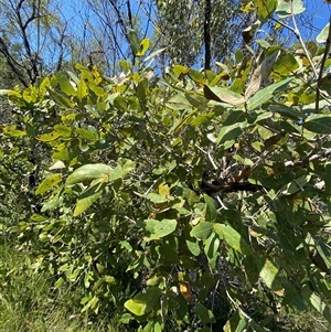 Angophora hispida at Brooklyn, NSW - 14 Sep 2024 10:56 AM