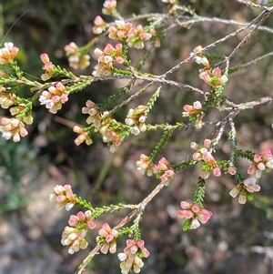 Micromyrtus ciliata at Brooklyn, NSW - 14 Sep 2024 by Tapirlord