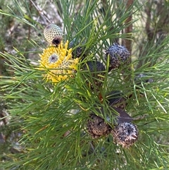 Isopogon anethifolius at Brooklyn, NSW - 14 Sep 2024 by Tapirlord