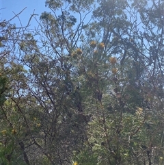 Isopogon anethifolius at Brooklyn, NSW - 14 Sep 2024 10:52 AM