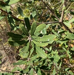 Banksia oblongifolia (Fern-leaved Banksia) at Brooklyn, NSW - 14 Sep 2024 by Tapirlord