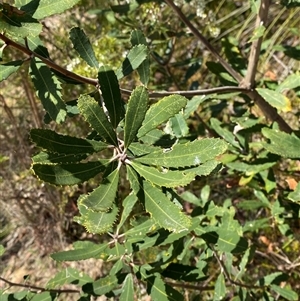 Banksia oblongifolia at Brooklyn, NSW - 14 Sep 2024 10:44 AM