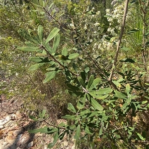 Banksia oblongifolia at Brooklyn, NSW - 14 Sep 2024 10:44 AM