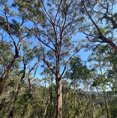 Angophora costata subsp. costata (Rusty Gum) at Brooklyn, NSW - 14 Sep 2024 by Tapirlord