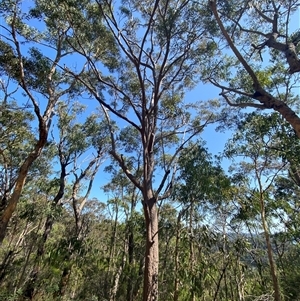 Angophora costata subsp. costata at Brooklyn, NSW - 14 Sep 2024 by Tapirlord