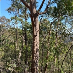 Angophora costata subsp. costata at Brooklyn, NSW - 14 Sep 2024 10:42 AM
