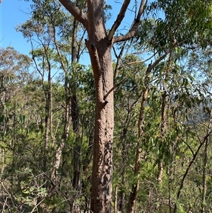 Angophora costata subsp. costata at Brooklyn, NSW - 14 Sep 2024 10:42 AM