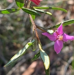 Boronia ledifolia (Ledum Boronia) at Brooklyn, NSW - 14 Sep 2024 by Tapirlord