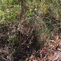 Boronia ledifolia at Brooklyn, NSW - suppressed