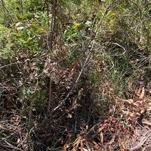 Boronia ledifolia at Brooklyn, NSW - suppressed