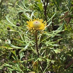 Isopogon anemonifolius (Common Drumsticks) at Brooklyn, NSW - 14 Sep 2024 by Tapirlord