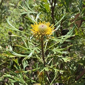 Isopogon anemonifolius at Brooklyn, NSW - 14 Sep 2024 by Tapirlord