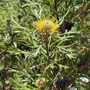 Isopogon anemonifolius at Brooklyn, NSW - suppressed