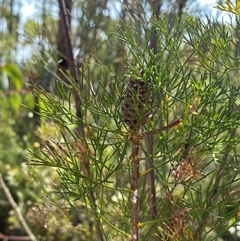 Petrophile pulchella (Conesticks) at Brooklyn, NSW - 14 Sep 2024 by Tapirlord