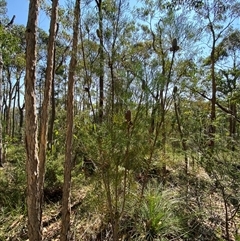 Petrophile pulchella at Brooklyn, NSW - suppressed