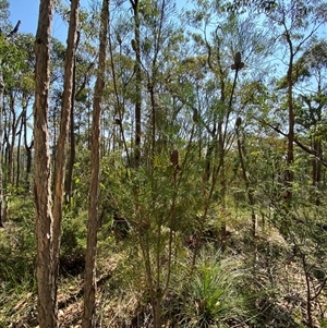 Petrophile pulchella at Brooklyn, NSW - suppressed