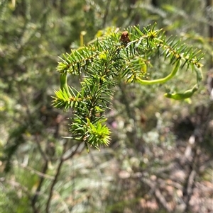 Acacia ulicifolia at Brooklyn, NSW - 14 Sep 2024 by Tapirlord