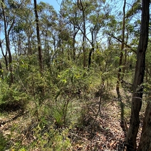 Acacia ulicifolia at Brooklyn, NSW - 14 Sep 2024 10:31 AM